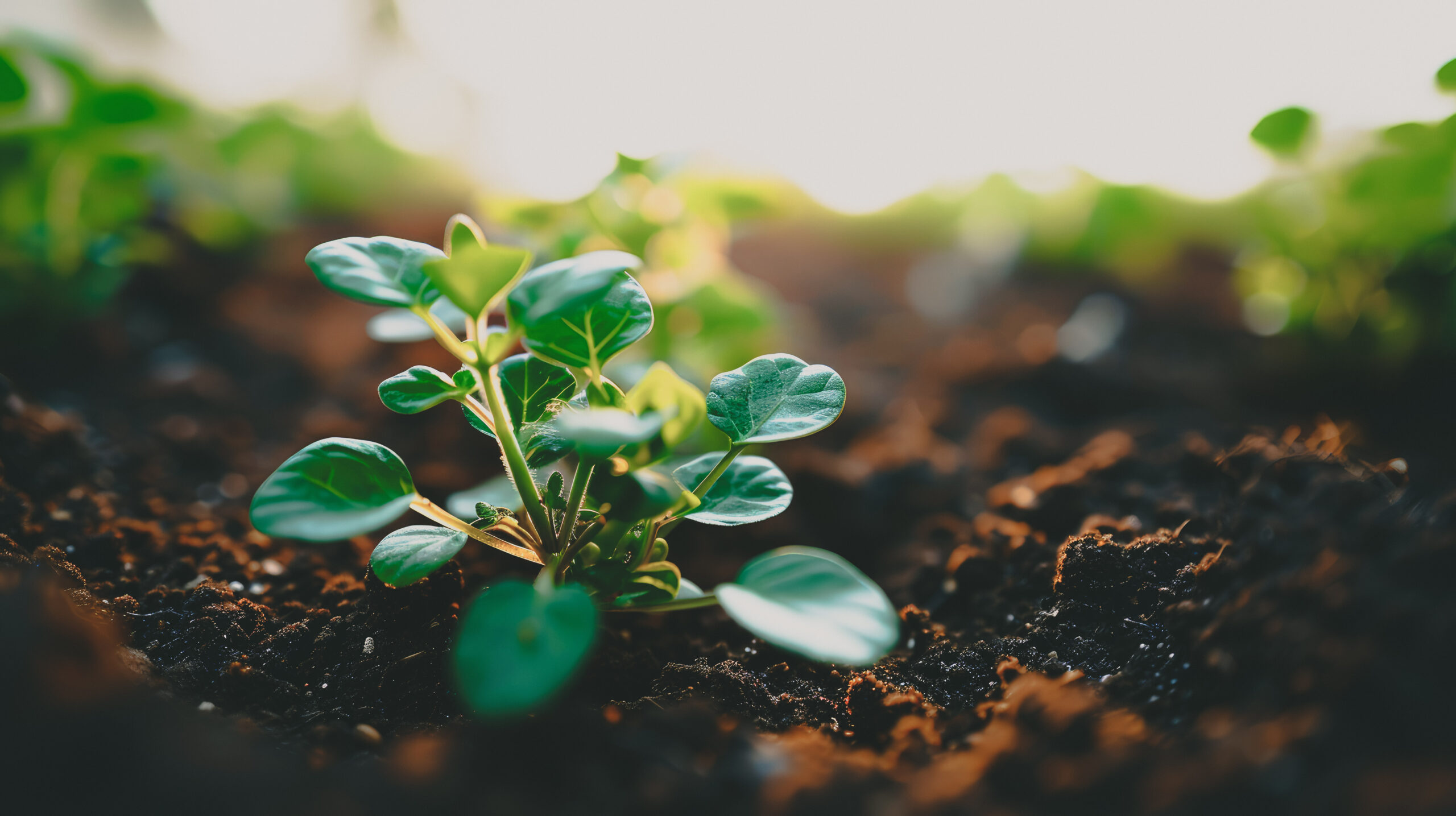 協力会社募集 aig ai231225014 xl